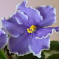 Caribbean Blue