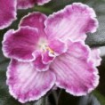 Dolores Chantilly Lace
