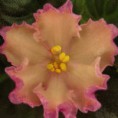 Hawaiian Pearl